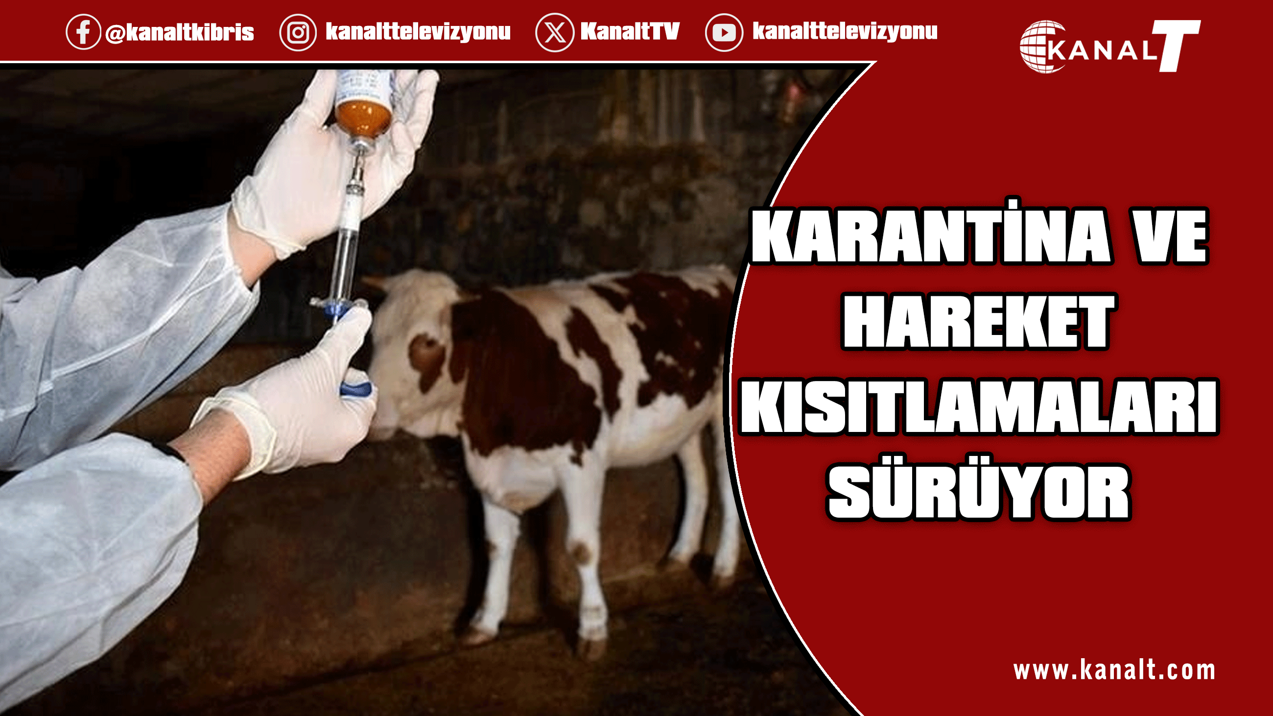 Şap hastalığıyla mücadele sürüyor