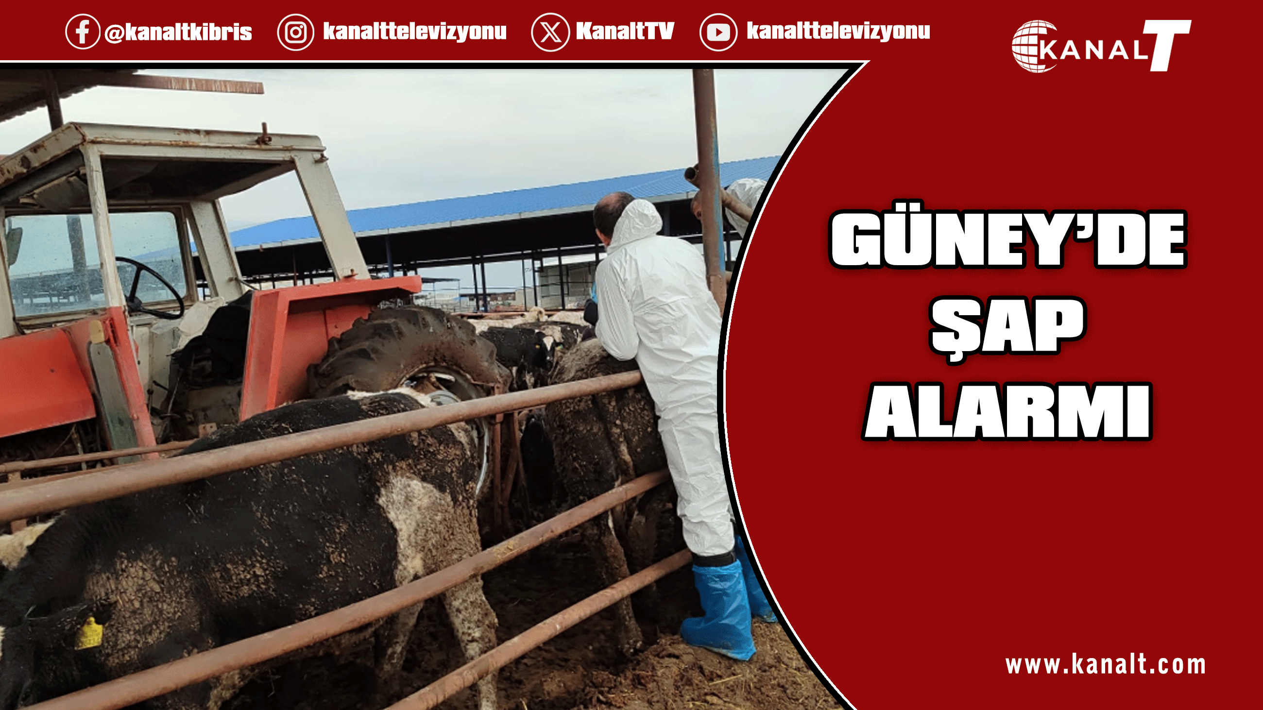 Güney Kıbrıs’taki bir çiftlikte daha şap vakası tespit edildi