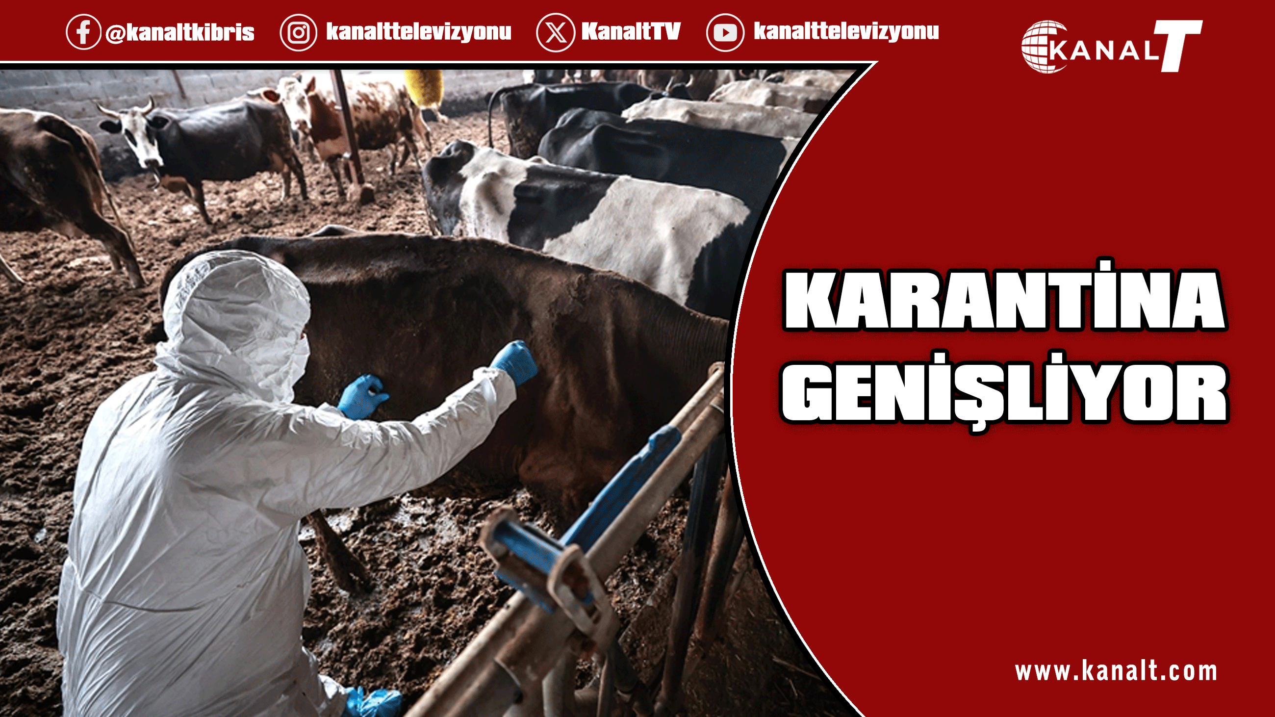 Güney'de şap hastalığıyla mücadelede karantina alanı genişliyor