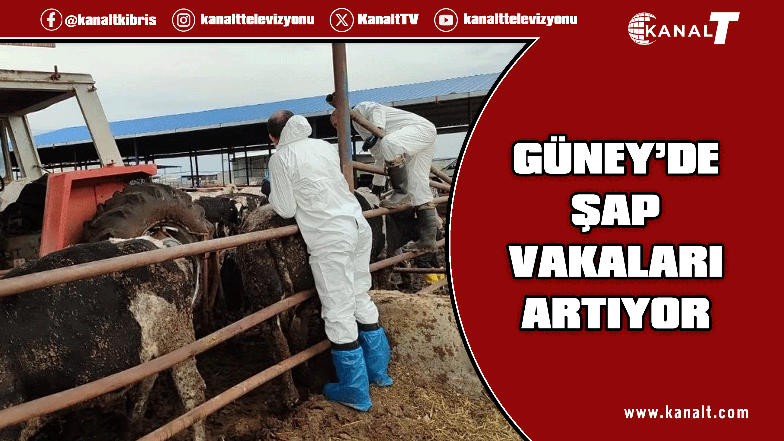 Güney Kıbrıs'ta şap görülen çiftlik sayısı 22’ye yükseldi