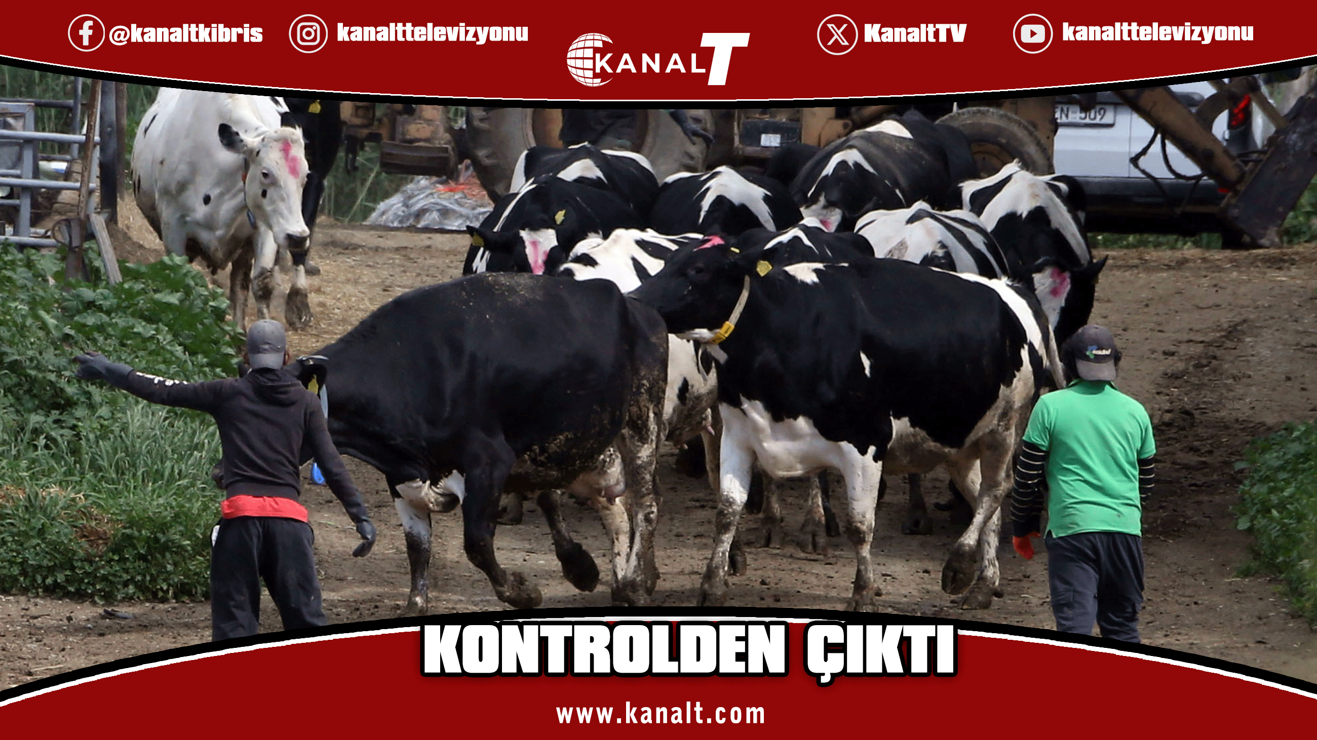 Güney Kıbrıs'ta 7 çiftlikte daha şap hastalığı tespit edildi