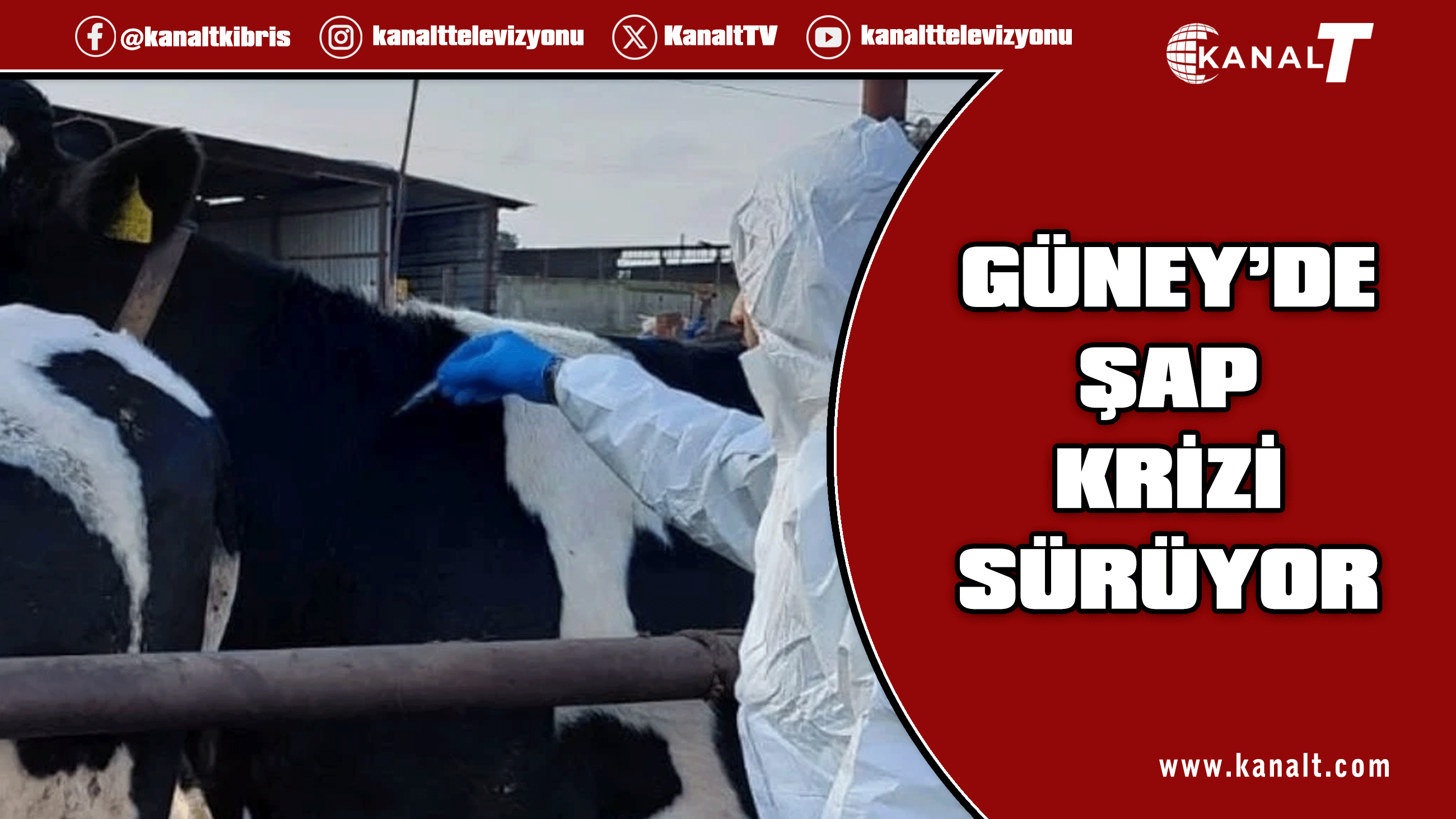 Rum basını: Şap hastalığıyla mücadelede iki toplumlu teknik komite toplantısı gündemde