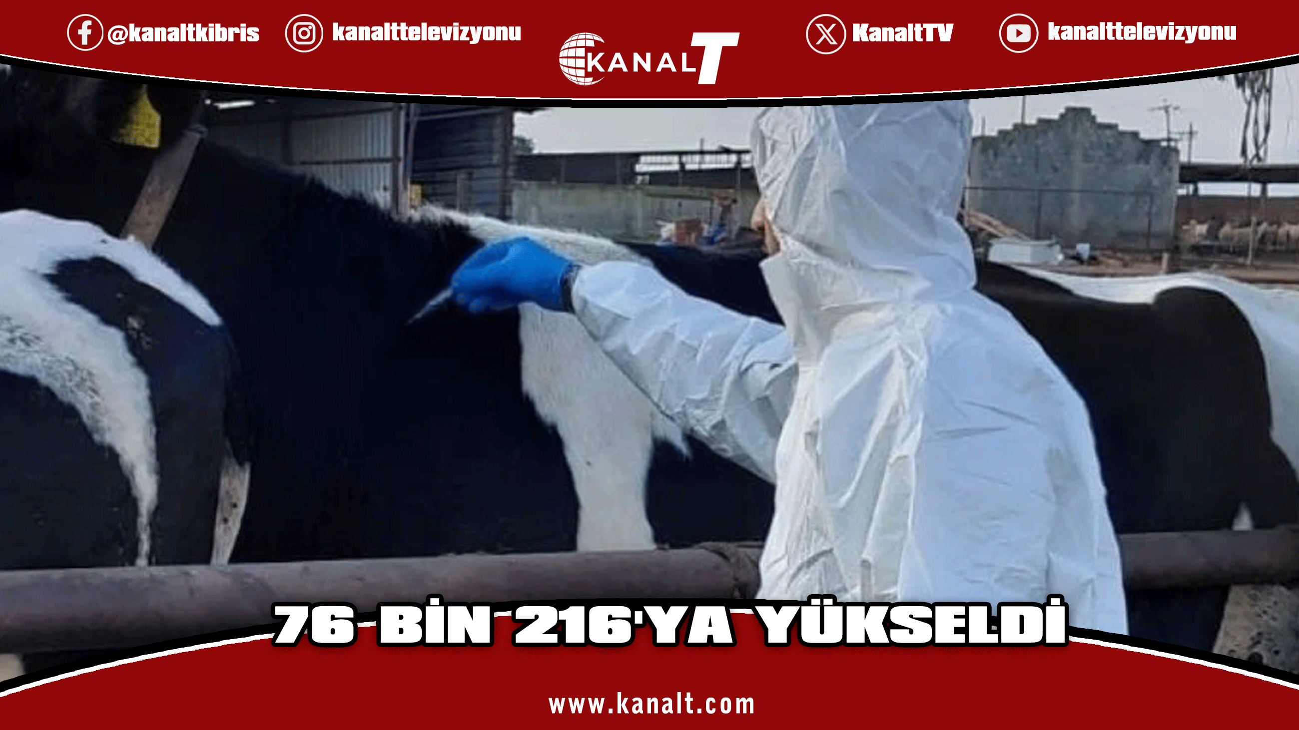 Güney Kıbrıs’ta şap görülen çiftlik sayısı 116’ya, etkilenen hayvan sayısı 76 bin 216'ya yükseldi