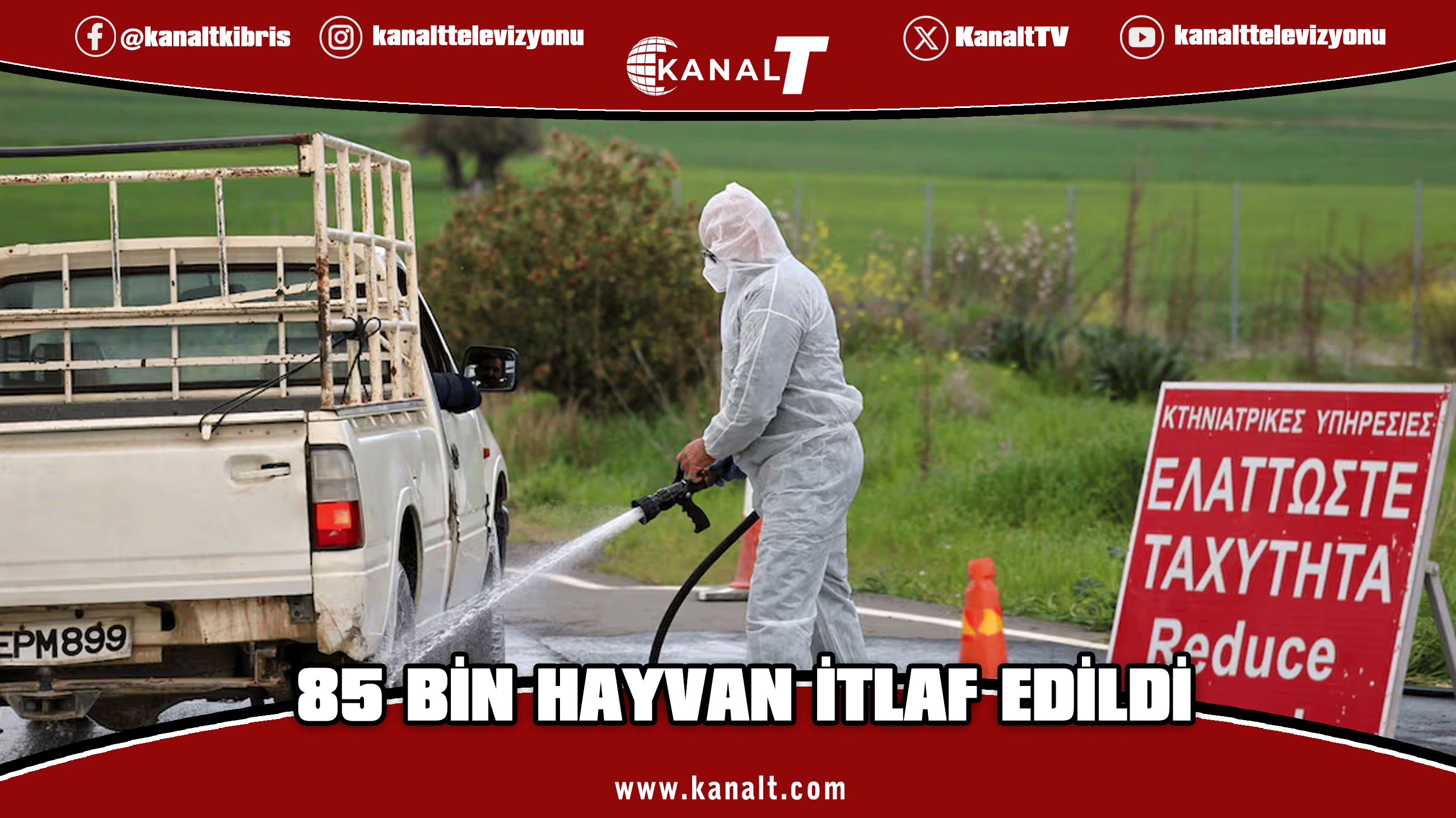Güney Kıbrıs'ta şap salgını sürüyor